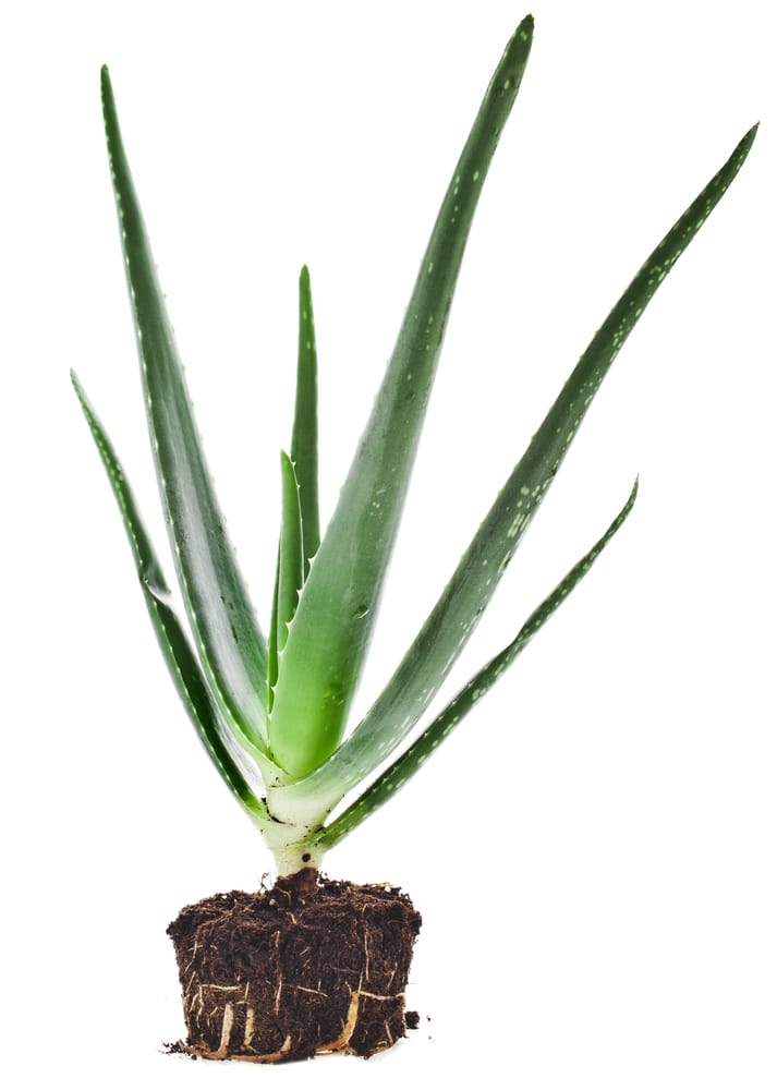 Planta de Aloe Vera